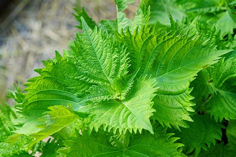 大葉植物種類|青じそ 大葉 青紫蘇 青シソ 青ジソ ｜しそ シソ 紫